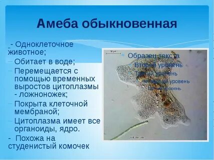 Амебы обитают