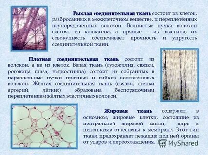 Что состоит из клеток и межклеточного вещества