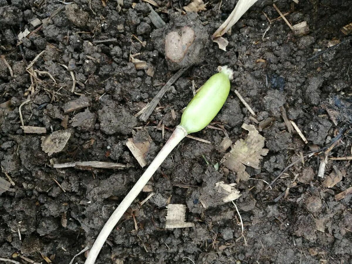 семечко тюльпана. из семян тюльпан луковица. горный тюльпан семенная коробочка. тюльпаны из семян. ирис семенные коробочки.