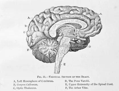 4brain