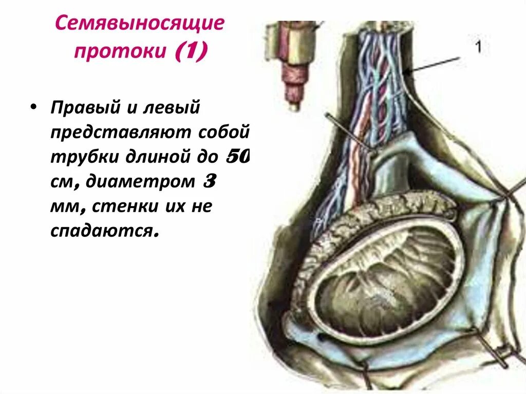 Семенной канатик и семявыносящий проток. Строение яичка семенной канатик. Семенной канатик у мужчин анатомия. Семявыносящий проток яичка анатомия.