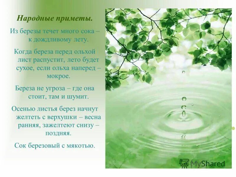 а березка не поверив лету. русские берёзки и ромашки. первые желтые листья на березе. природа березы. а березка не поверив лету.