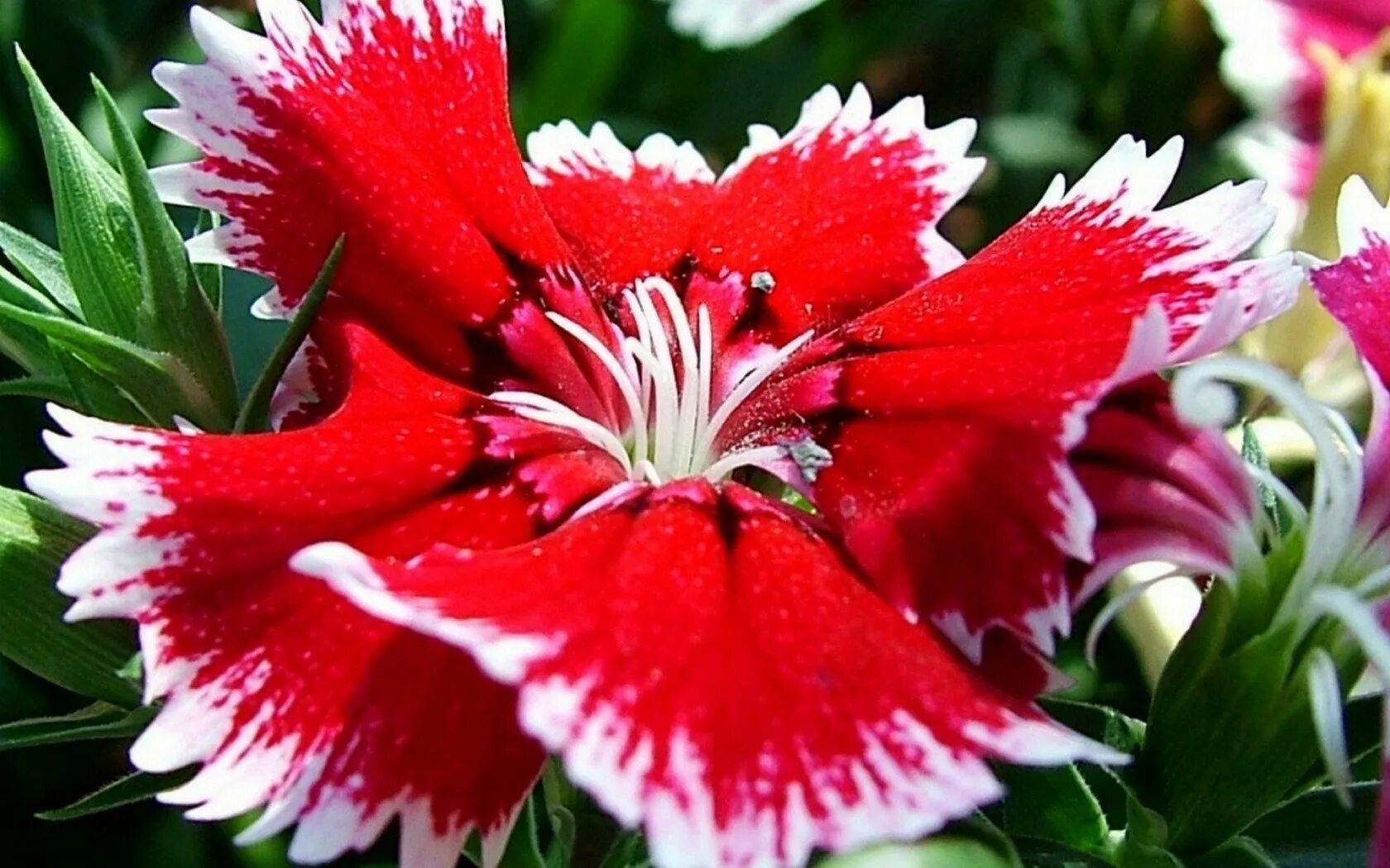 Привлекательный цветок. Гвоздика multiflora. Красивые растения. Красивые цветы. Прекрасные цветы.