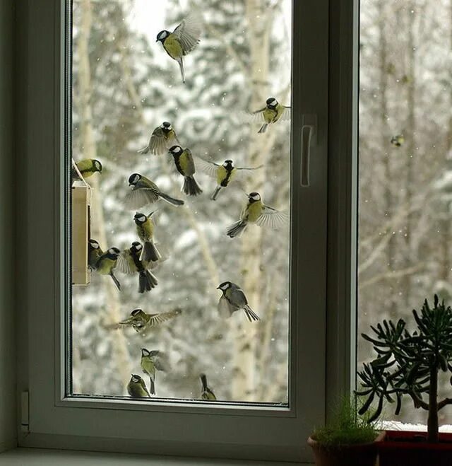 Синица на сетке окна. Синица на окне. птички на окна. птичка на подоконнике. синичка за окном.