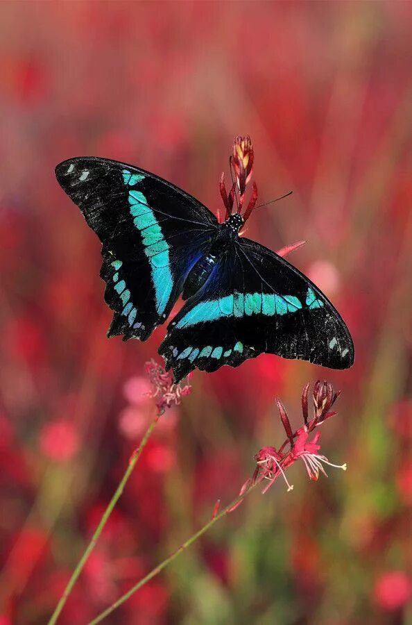 Эти бабочки очень красивые. Бабочка великий мормон. Бабочки красивые много. Красивые бабочки. Очень очень красивые бабочки.
