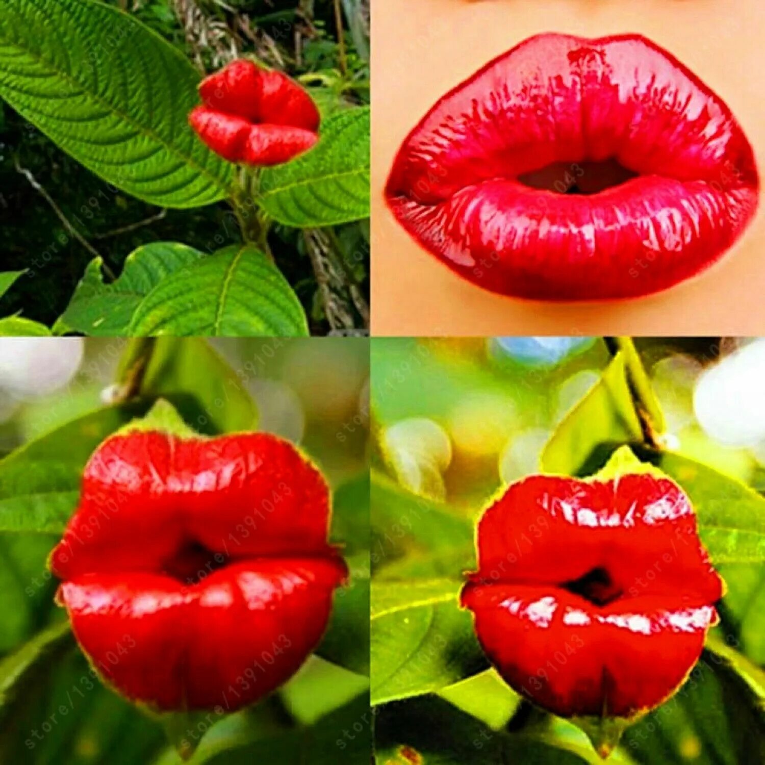 Psychotria elata. Психотрия цветок. Психотрия Элата цветок. Психотрия возвышенная (Psychotria elata). Купить семена поцелуи