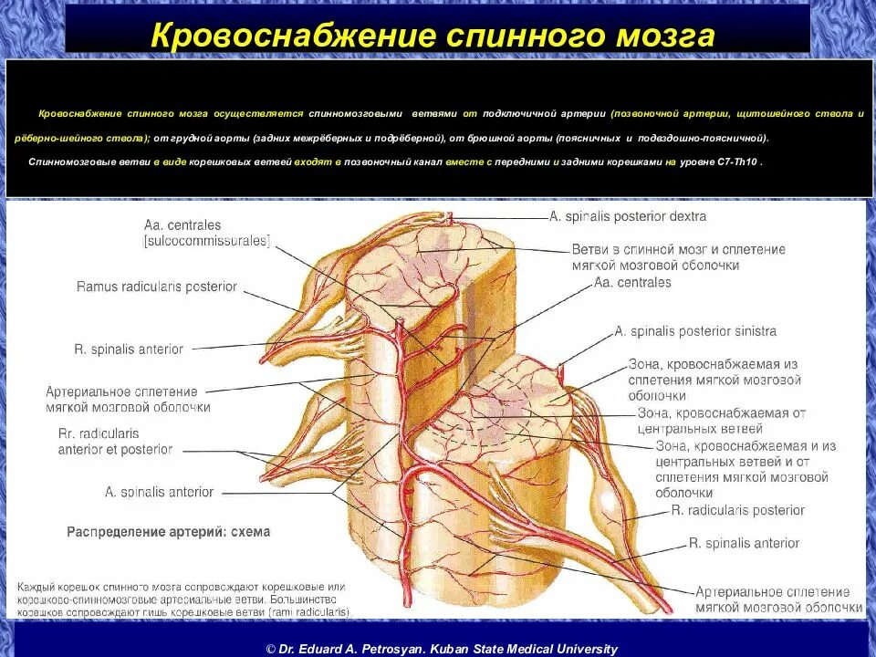 Спинной мозг топографическая анатомия кровоснабжение. Кровоснабжение спинного мозга схема. Кровоснабжение спинного мозга по длиннику. Артериальные сосуды спинного мозга.