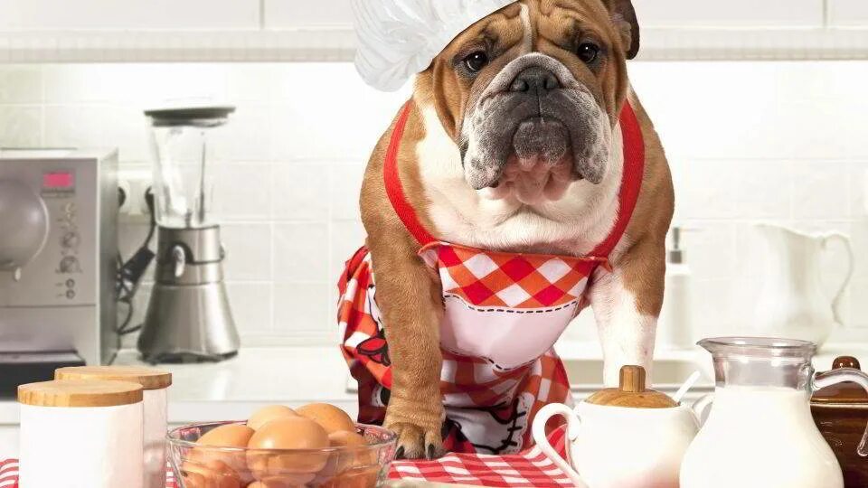 Собака повар. Собака повар фото. Французский бульдог повар. Французская собака повар.