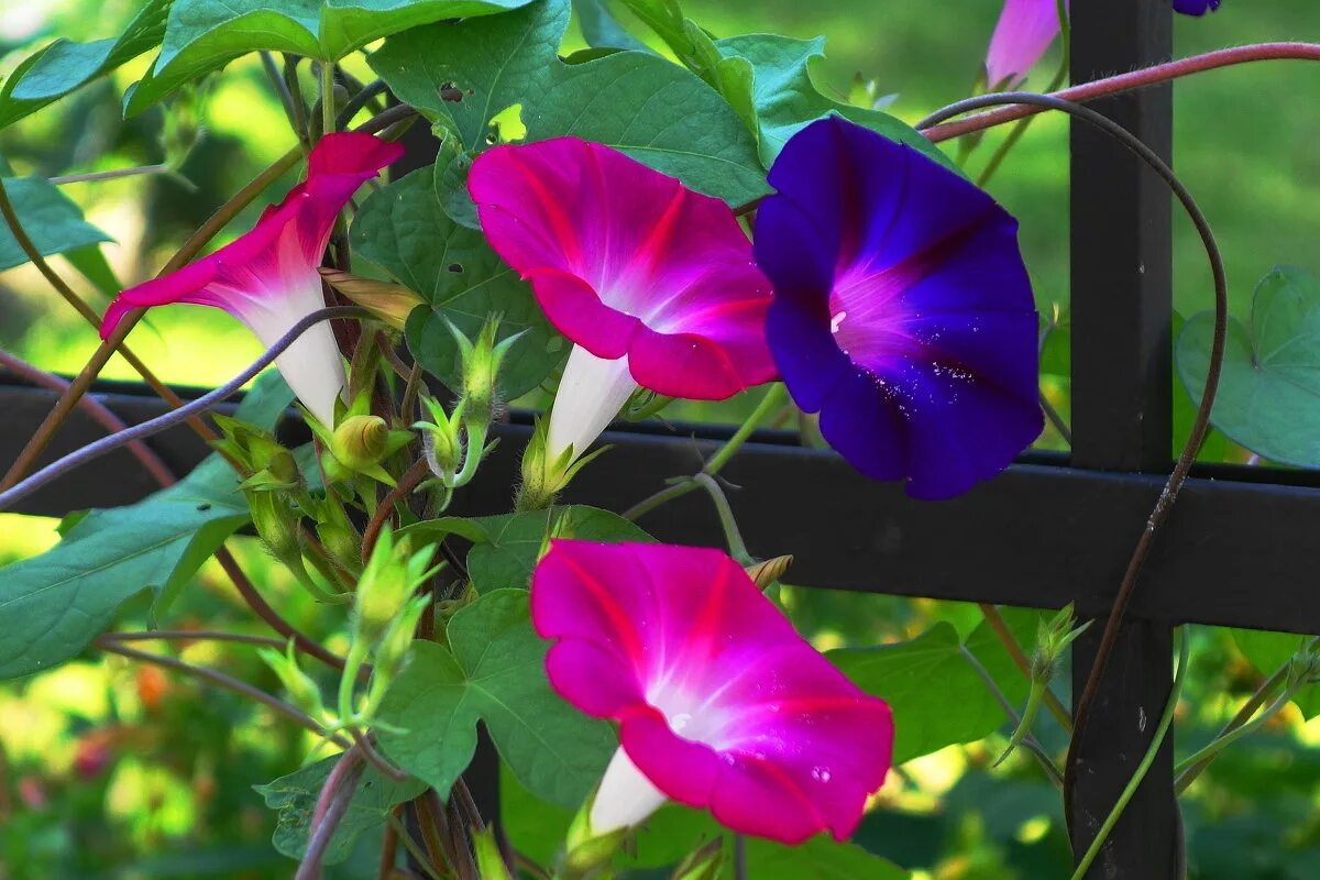 Вьюнок полевой (ипомея). Этот вьюн необыкновен. Ипомея шантеклер. Ипомея пикоти синяя. Этот вьюн необыкновен.