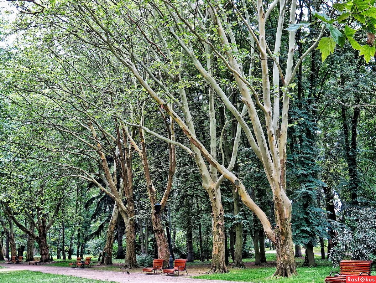туапсе аллея платанов. платановая роща в сочи. туапсе аллея. центральная платановая аллея туапсе. платановая аллея.