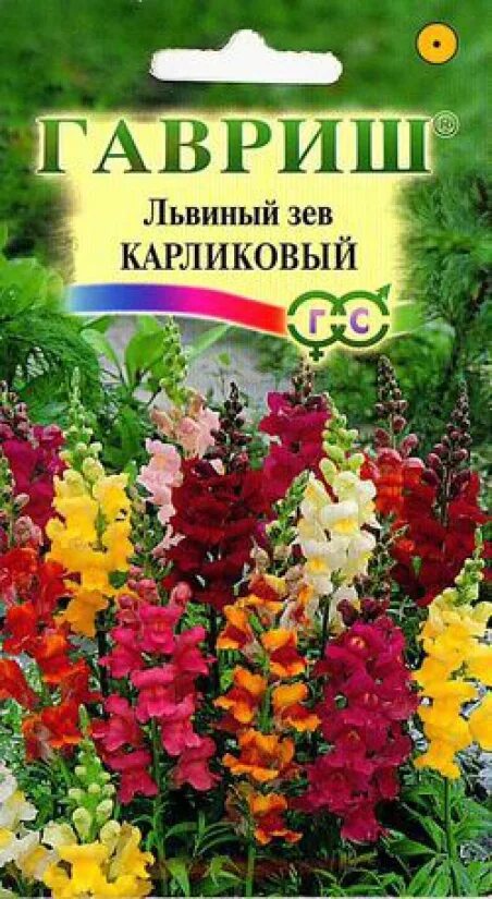 Как пересадить львиный зев. Цветы гавриш антирринум. львиный зев гавриш. львиный зев (антирринум) карликовый,смесь 0,1. львиный зев карликовый смесь гавриш.