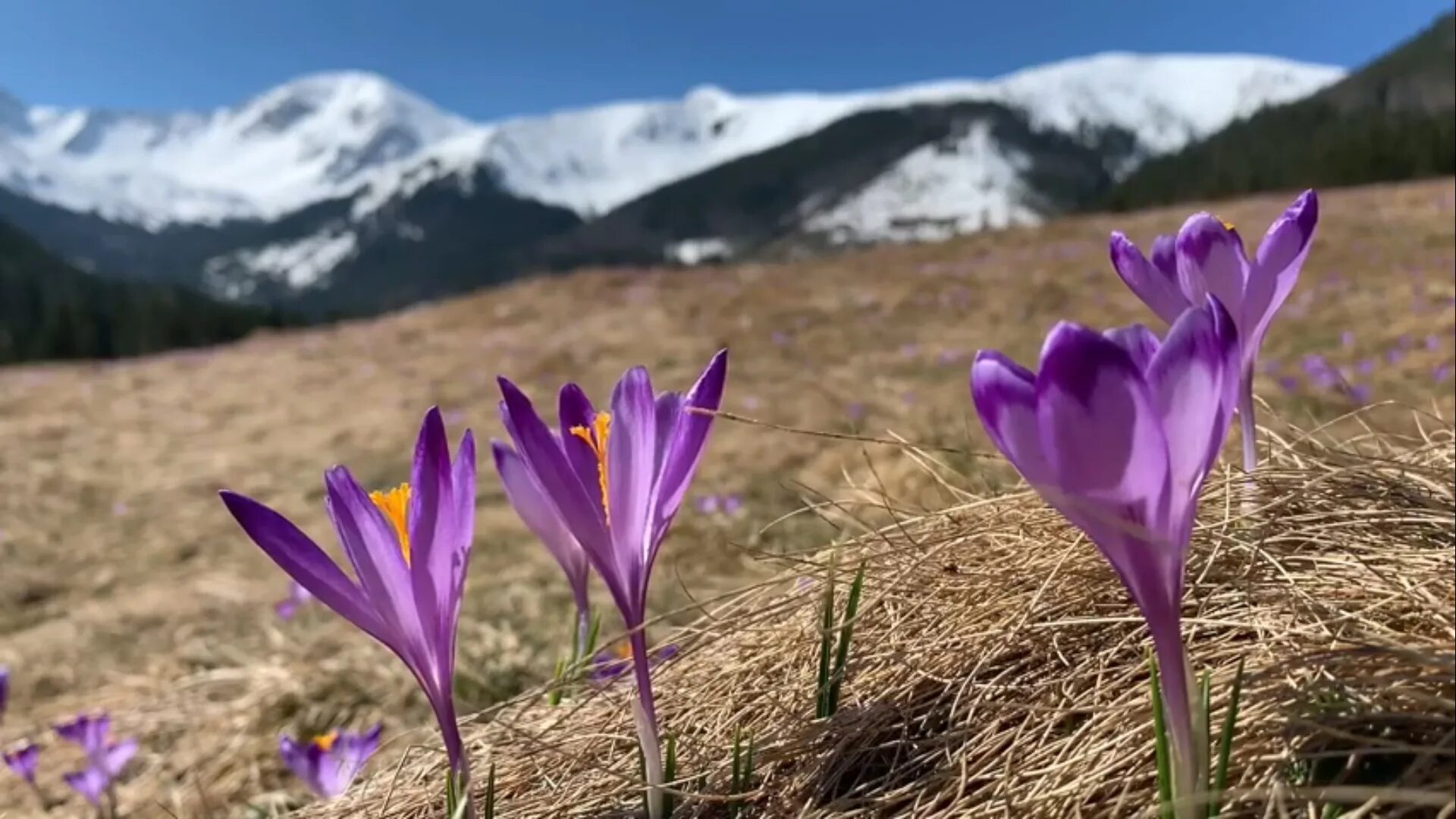 Крокусы розовые. Татран цветок. В горах Кыргызстана растут крокусы.