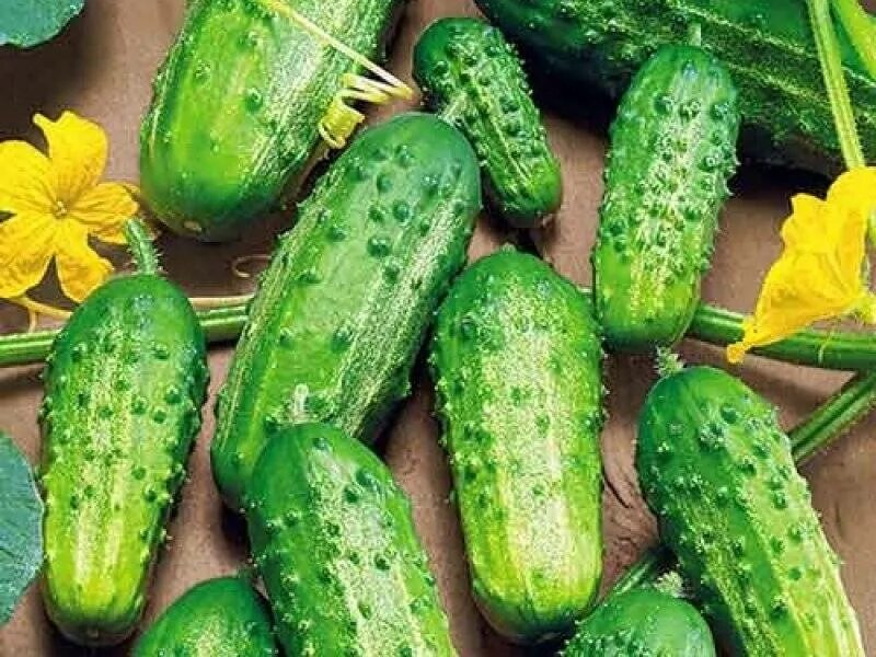 Кабачок f1 калибр семена. Цуккини самоопыляемые. Цукини это сорт кабачков. Кабачок белоплодный астроном. Кабачки самоопыляемые сорта для открытого грунта.