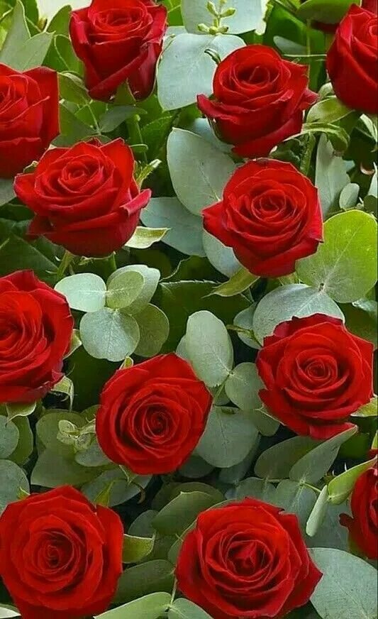 The best roses. Красные розы. Красные розы. Розовые розы на кусту. Розочки розовые.