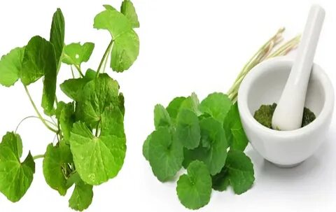 Centella