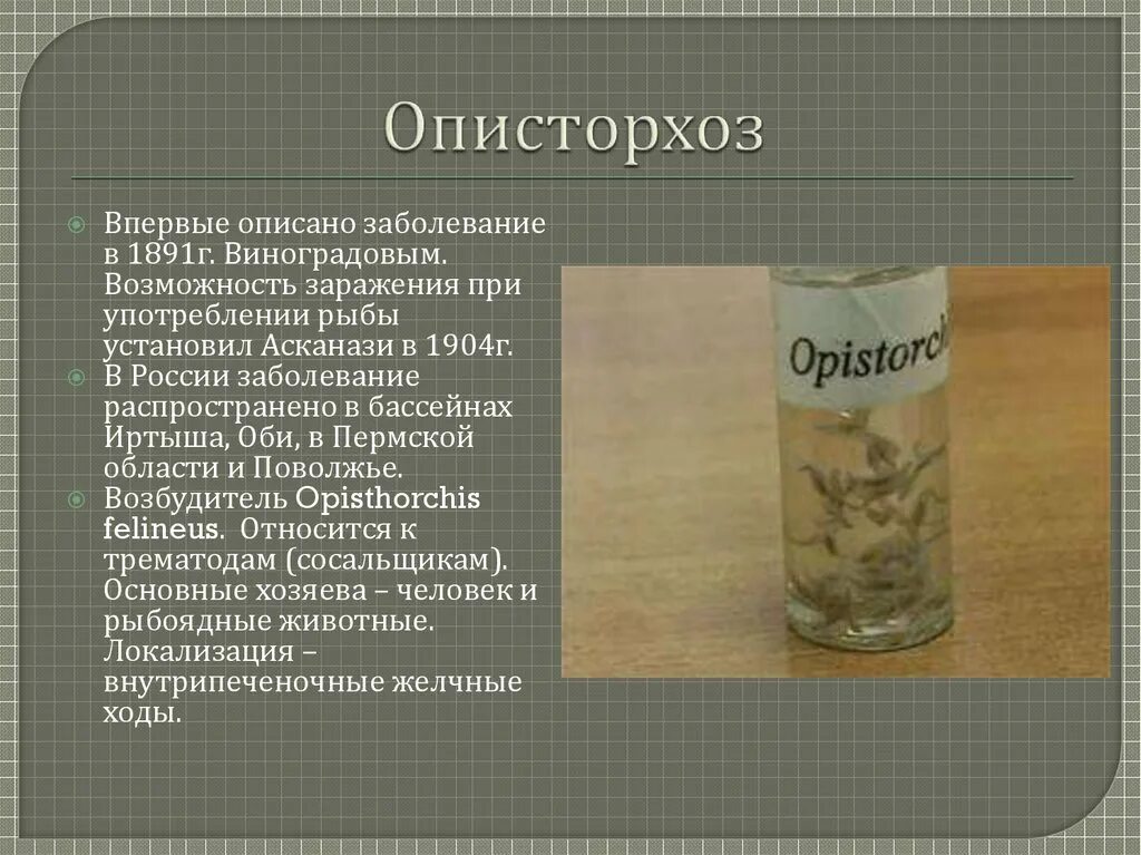 Описторхоз что это такое. Локализация описторхоза. описторхоз симптомы у взрослых.