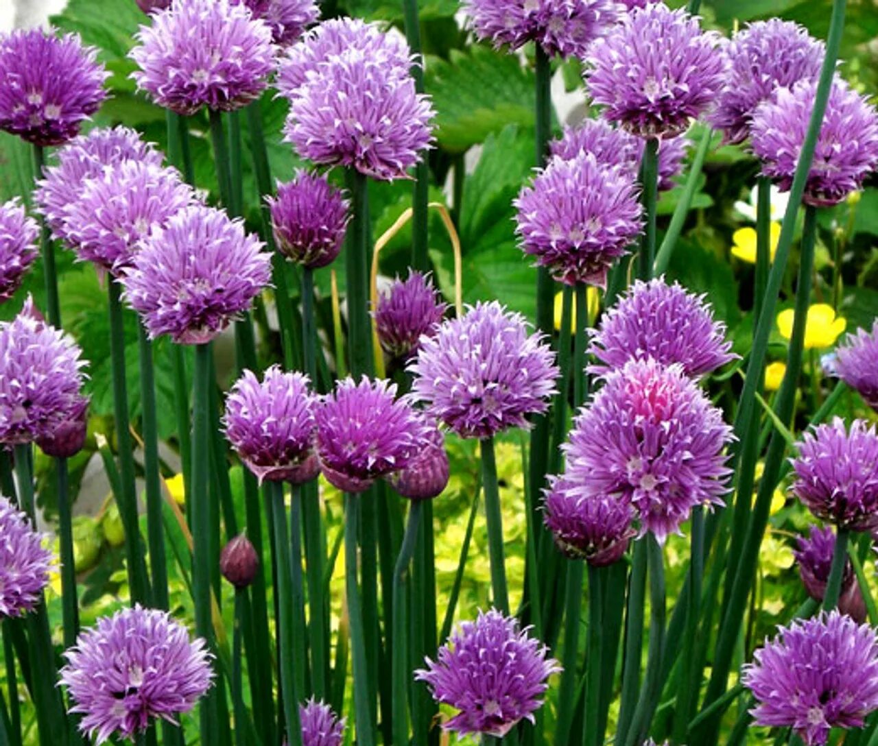 Sphaerocephalon аллиум. Лук-батун. Лук стебельчатый (allium stipitatum). Аллиум круглоголовый. Многолетний лук батун.
