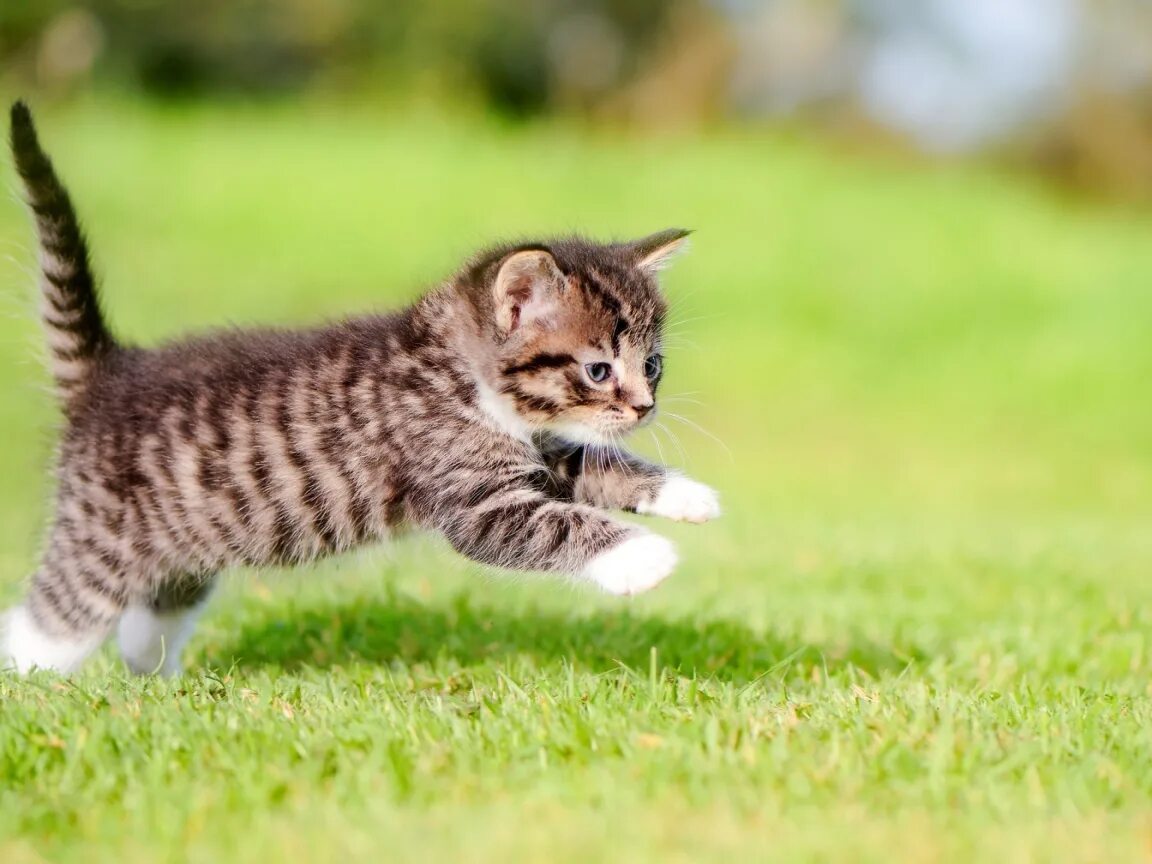 Котенок. Кошки маленькие. Котенок бежит. Котята бегают.