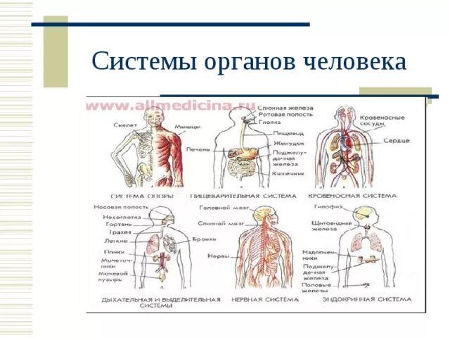 Роль органов человека