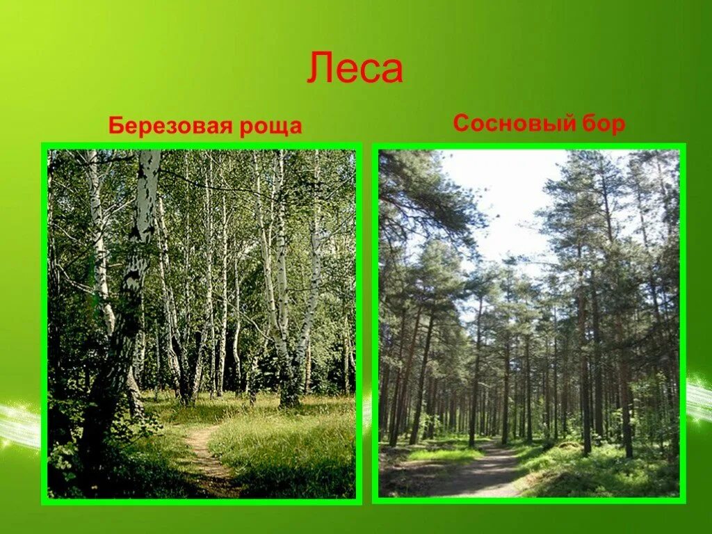 Весенний лес берёзовая роща сосны. Елово сосновый лес. Сосновый бор дом ельник. Сосновый бор дорога в сосновом бору. Чаща роща тайга бор.