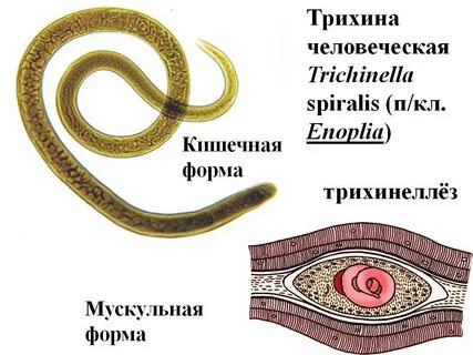 Развитие трихинеллы происходит