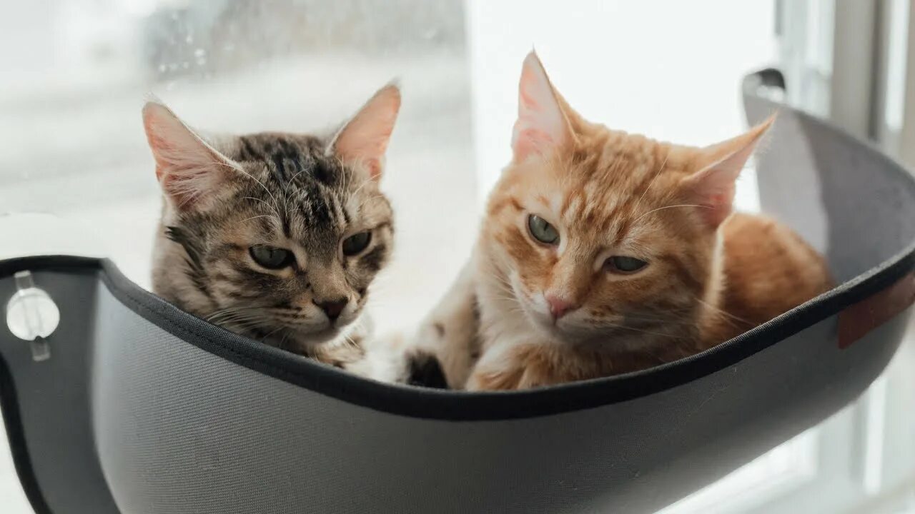 Met cat. Два котика. Кот интересуется. Встреча с кошкой. Kittler Cat.