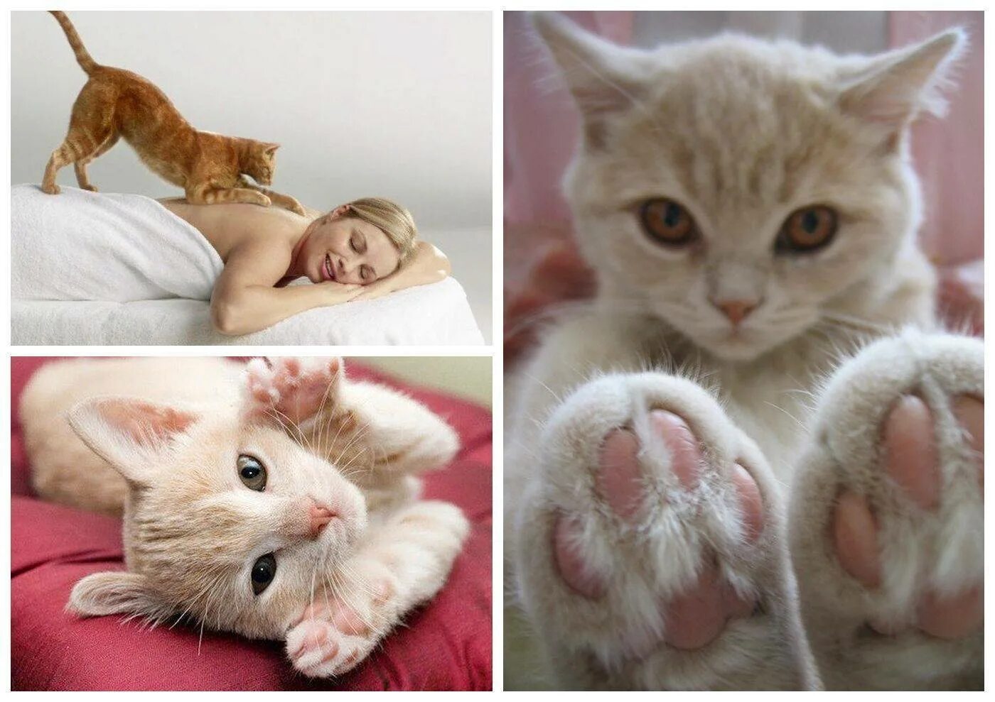 Кошка топчется лапами на человеке. Котик топчется. кошечка мнет лапками. коты мнут лапки. кошечка топчется передними лапами.