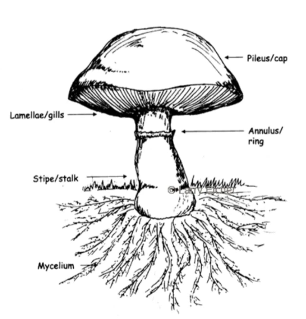 Mushroom structure. Mushroom Parts. The structure of the cap Mushroom. Mushroom Anatomy. Mushroom глагол