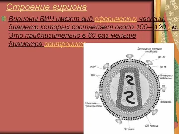 Чем определяется разнообразие форм вирионов. Чем определяется разнообразие форм вирионов