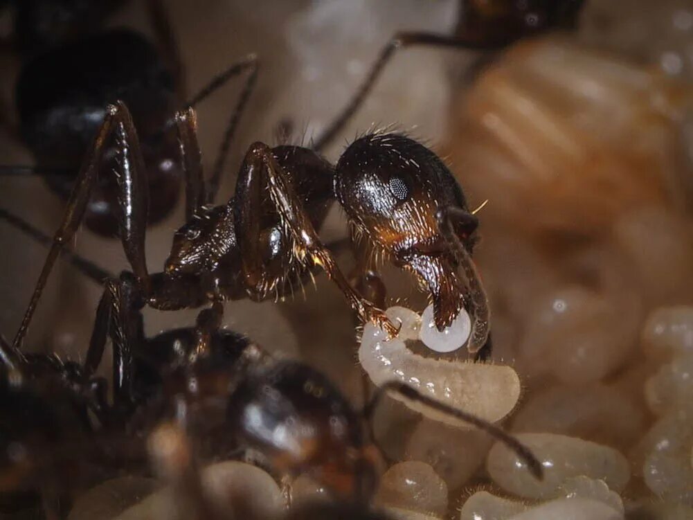Какое развитие у муравьев. Messor structor муравей-Жнец. Messor structor личинки. Яйца муравьев Messor. Messor structor Муравейник.