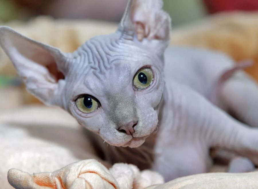 сфинкс с хозяином. донской сфинкс. донской сфинкс кот. донской сфинкс кот. канадский сфинкс кошка.