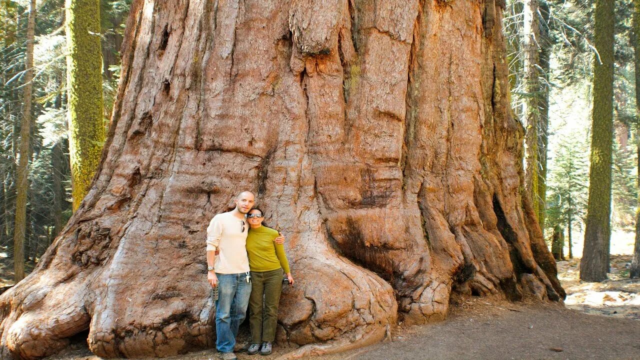 These are tall trees