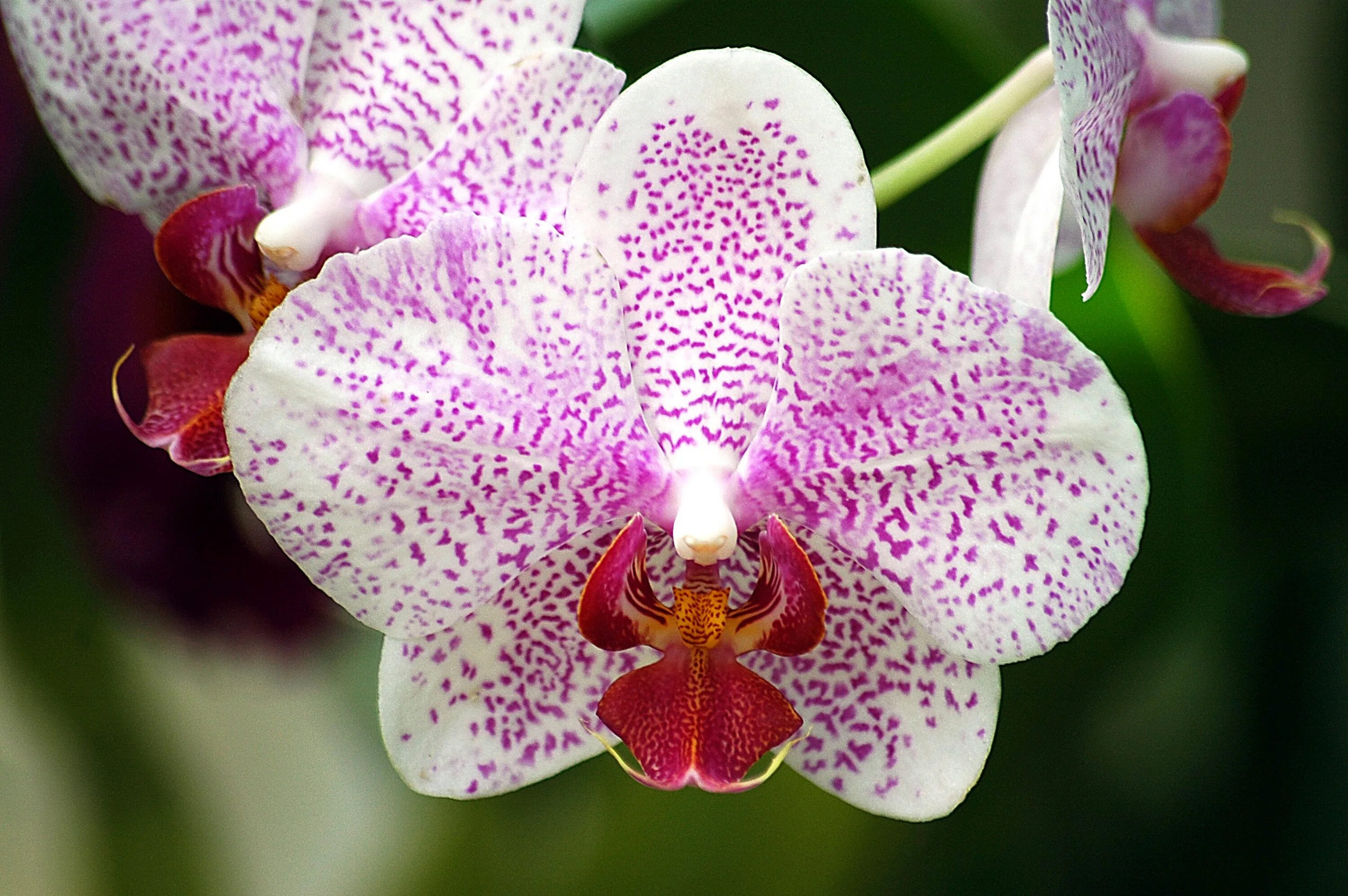 File:Orchidée CB2.JPG - Wikimedia Commons