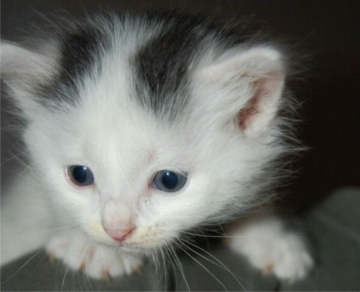 Белый кот мурзик. Белый котенок с черных хвостом. Белый котенок с черными пятнышками. Белый котенок с серыми пятнышками.