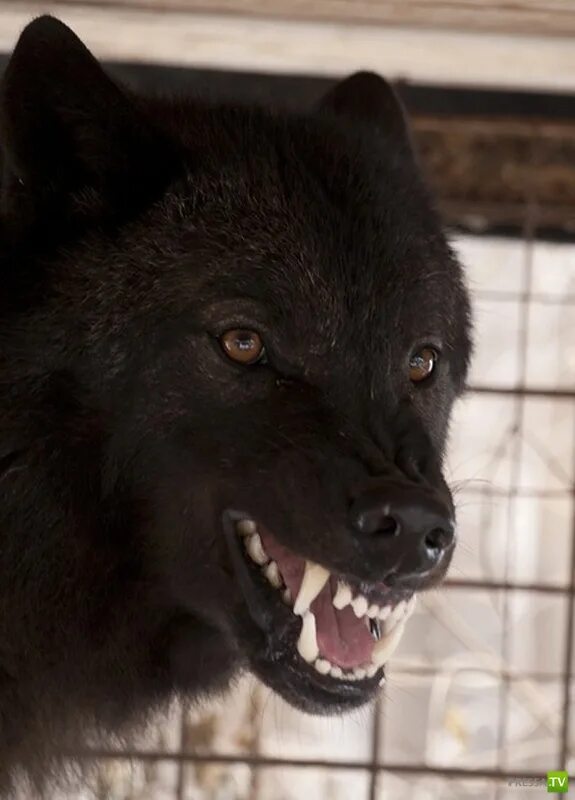 волк с желтыми глазами. волкособ стая. вольфхунд. гусарова фиаско черного волка. черный волк морда.