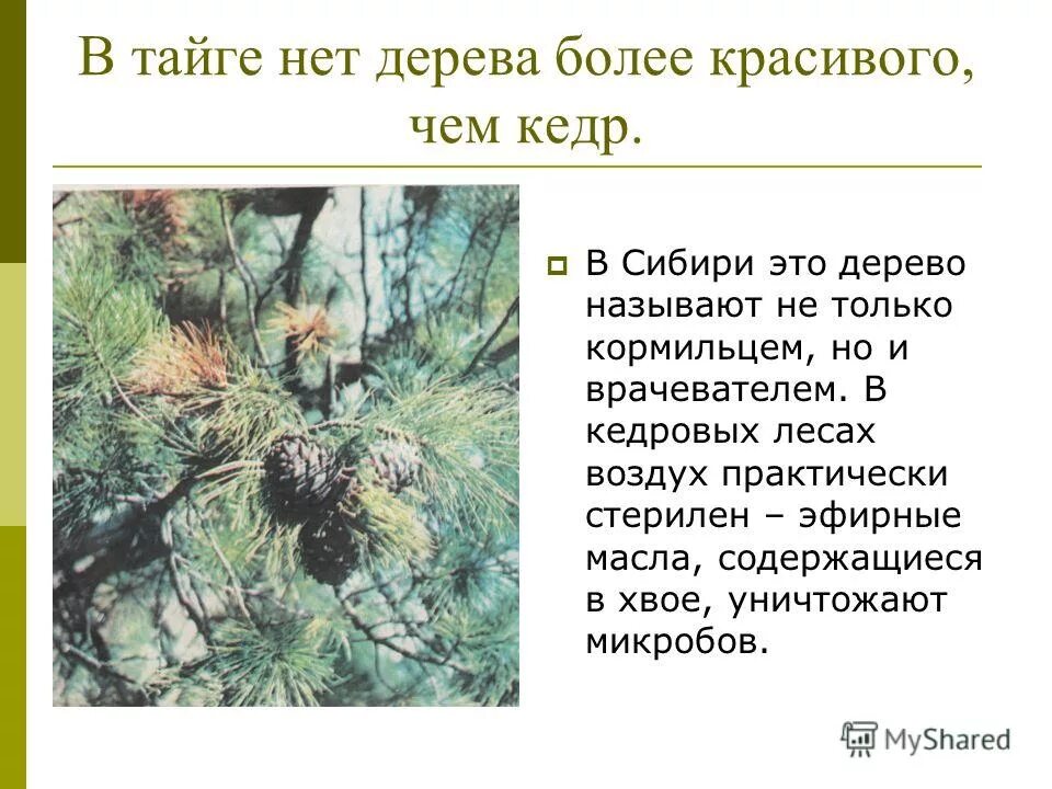 Что называют тайгой. Лес и человек 4 класс тайга. Природные условия тайги. Какие природные условия в тайге. Какие растения растут в тайге.