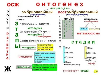 Конспект урока биологии 8 класс