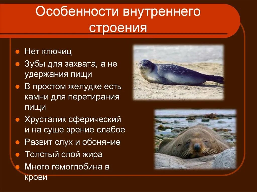 Какие особенности внешнего и внутреннего. Отряд ластоногие внутреннее строение. отряд ластоногие внешнее строение. характерные признаки отряда ластоногие. ластоногие описание внешнего вида.
