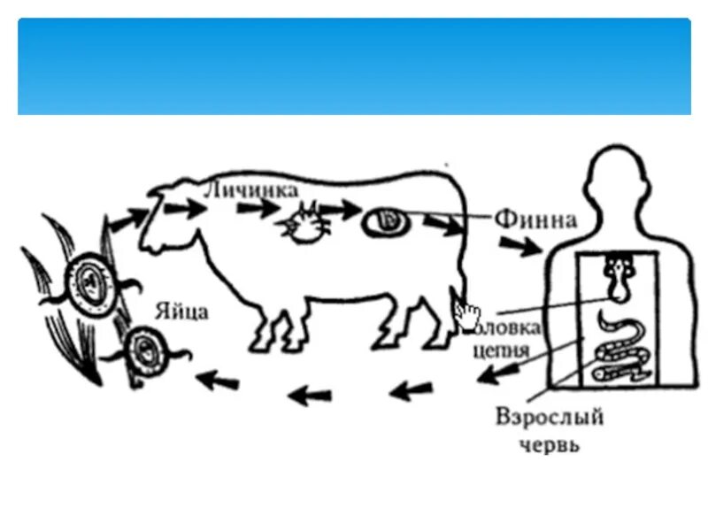 Ленточные жизненный цикл. Цикл развития бычьего цепня рисунок. Жизненный цикл бычьего цепня схема. Цикл развития бычьего цепня схема. Бычий цепень цикл развития схема.