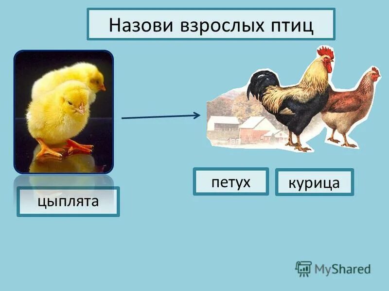 Петух курица группа