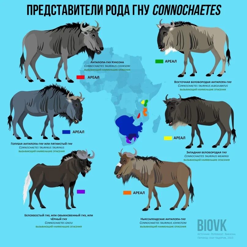 Роды гну. Гну. gnu\wildebeest. инфографика животные. человек и животные инфографика.