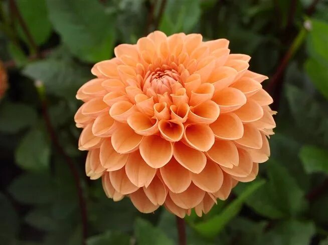 Dahlia перевод. Георгины род. Kartoshkagul.