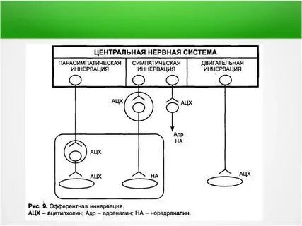 Адреналин и симпатическая нервная система