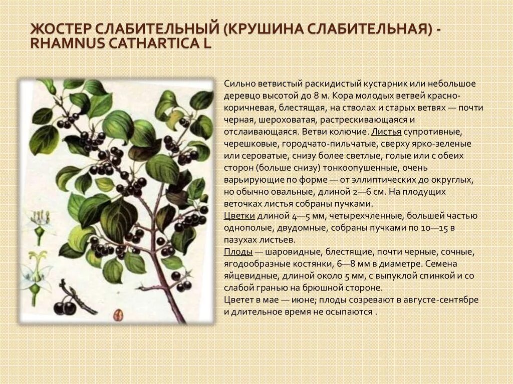 Жостер слабительный растение. Жостер Палласа Rhamnus pallasii. Крушина ломкая и жостер слабительный. Жостер слабительный (Крушина слабительная).