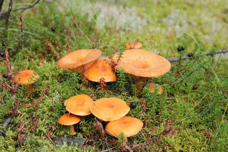 млечник рыжик гриб. грибы под елью. млечник рыжик гриб. рыжик сосновый. рыжие грибы в лесу.