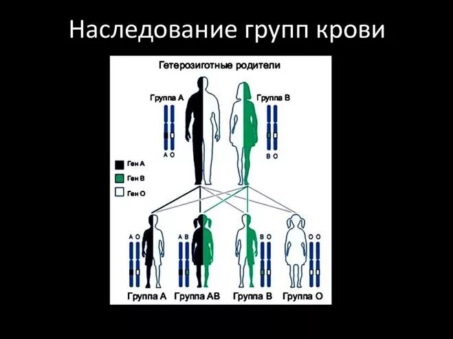Скрещивание резус факторов