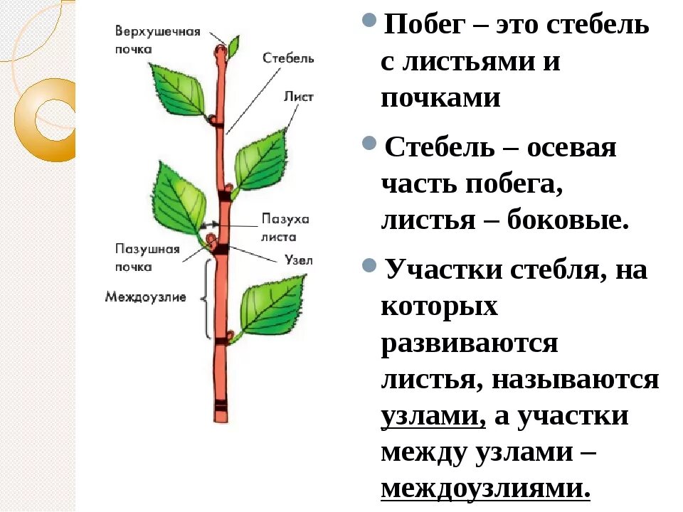 Виды ствола растений. Побег (строение и функции стебля, листа и почки). Строение почки и побега. Внешнее строение побега. Строение листовой почки.