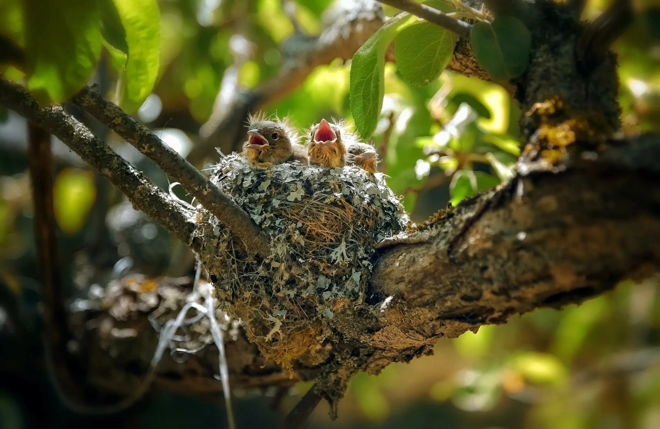 Птенцы в лесу. Гнездо зимородка.
