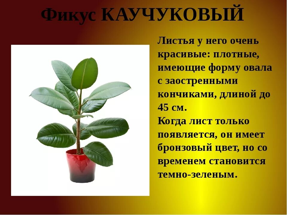 Сообщение о фикусе