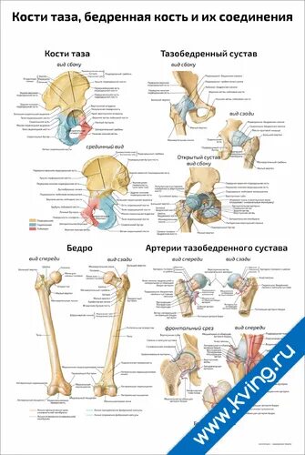 Тип соединение бедренной кости. Кости таза и бедренной кости. Соединение бедренной кости с тазом. Таза бедренная кость. Соединение костей таза и бедра.